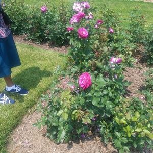 Meet your Posher, Sara